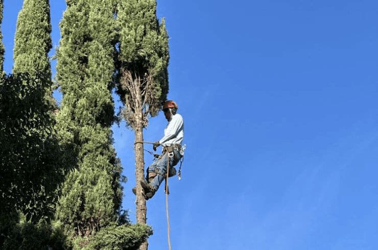 PINEWOOD TREE CARE