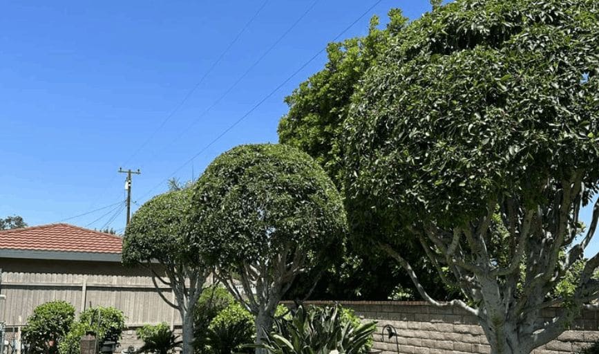Tree Trimming